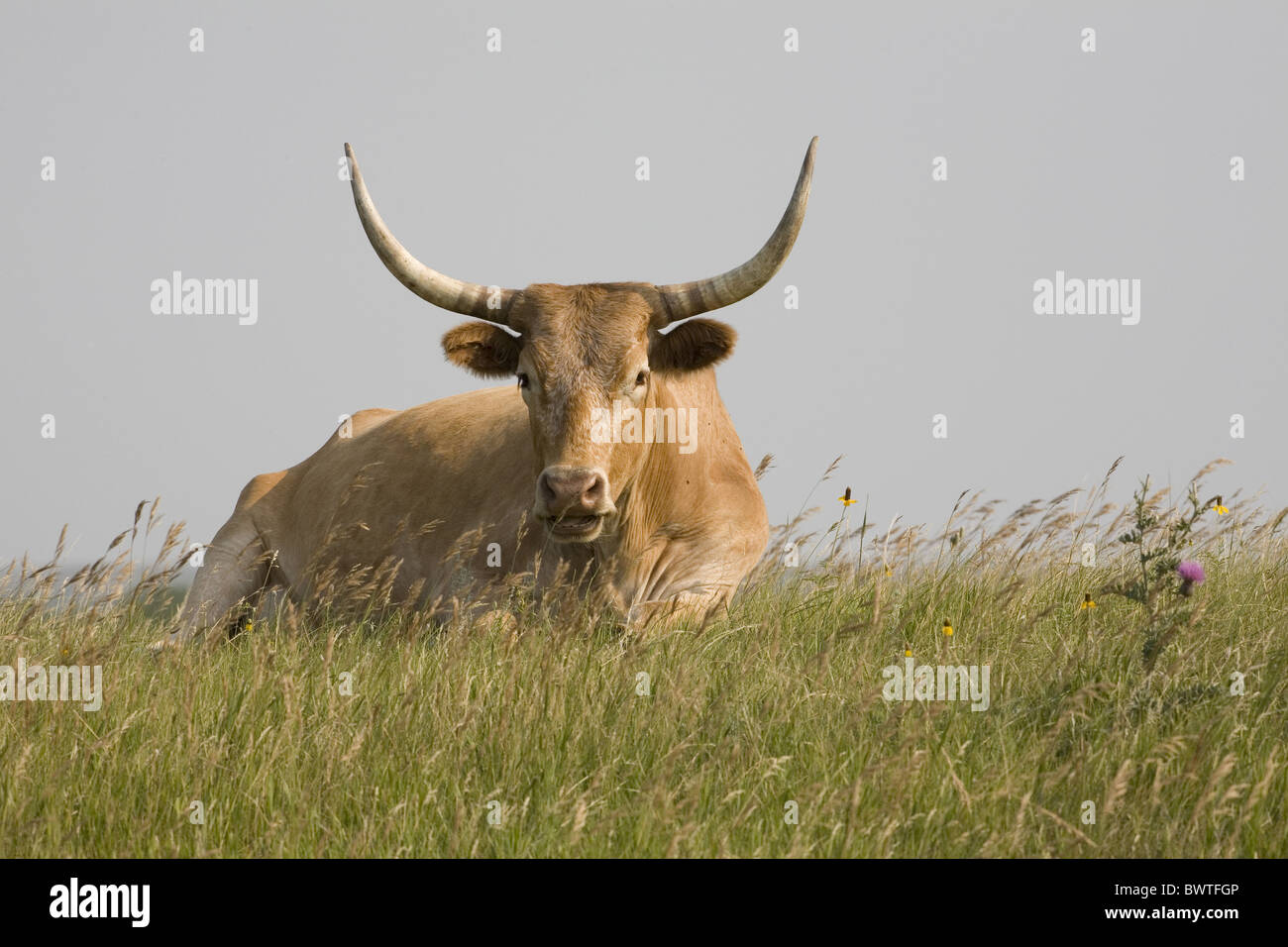 cattle cow cows bovid bovidae domestic farm farms farming hoofed herbivore herbivores mammal