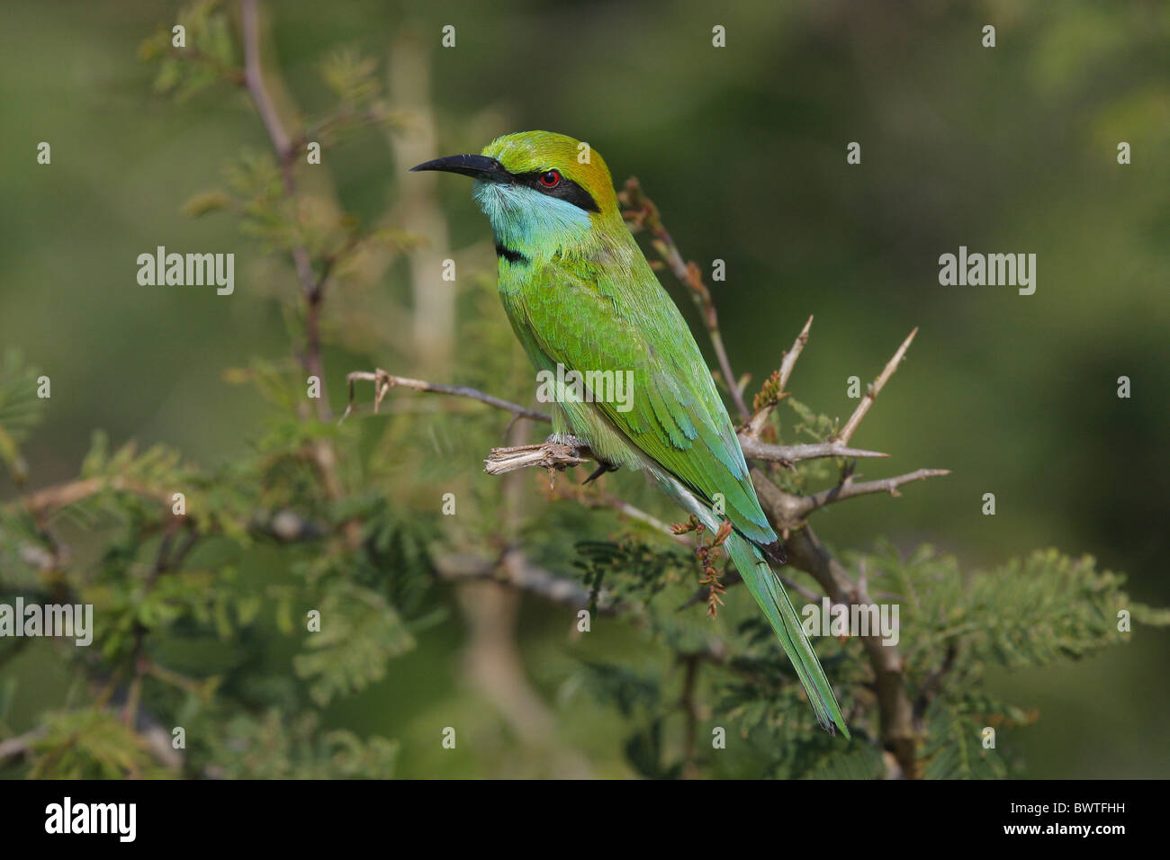 Green bee eater in sri lanka hi-res stock photography and images - Alamy