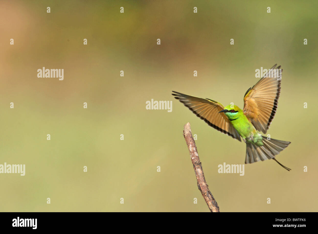 Adult little green bee eater hi-res stock photography and images - Alamy
