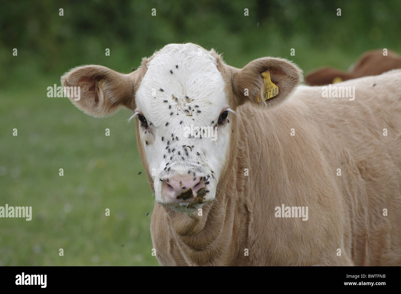 calf flies cattle cow cows bovid bovids bovidae domestic domesticated farm farms farming hoofed herbivore herbivores "swiss Stock Photo