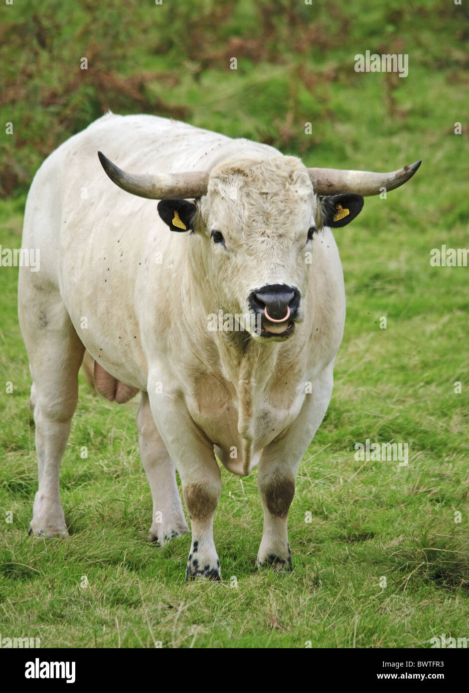 Cattle Bull Wales Llandeilo White Park Beef Cattle Cow Cows Bovid Bovidae Domestic Domesticated Farm Hoofed Herbivore Stock Photo Alamy