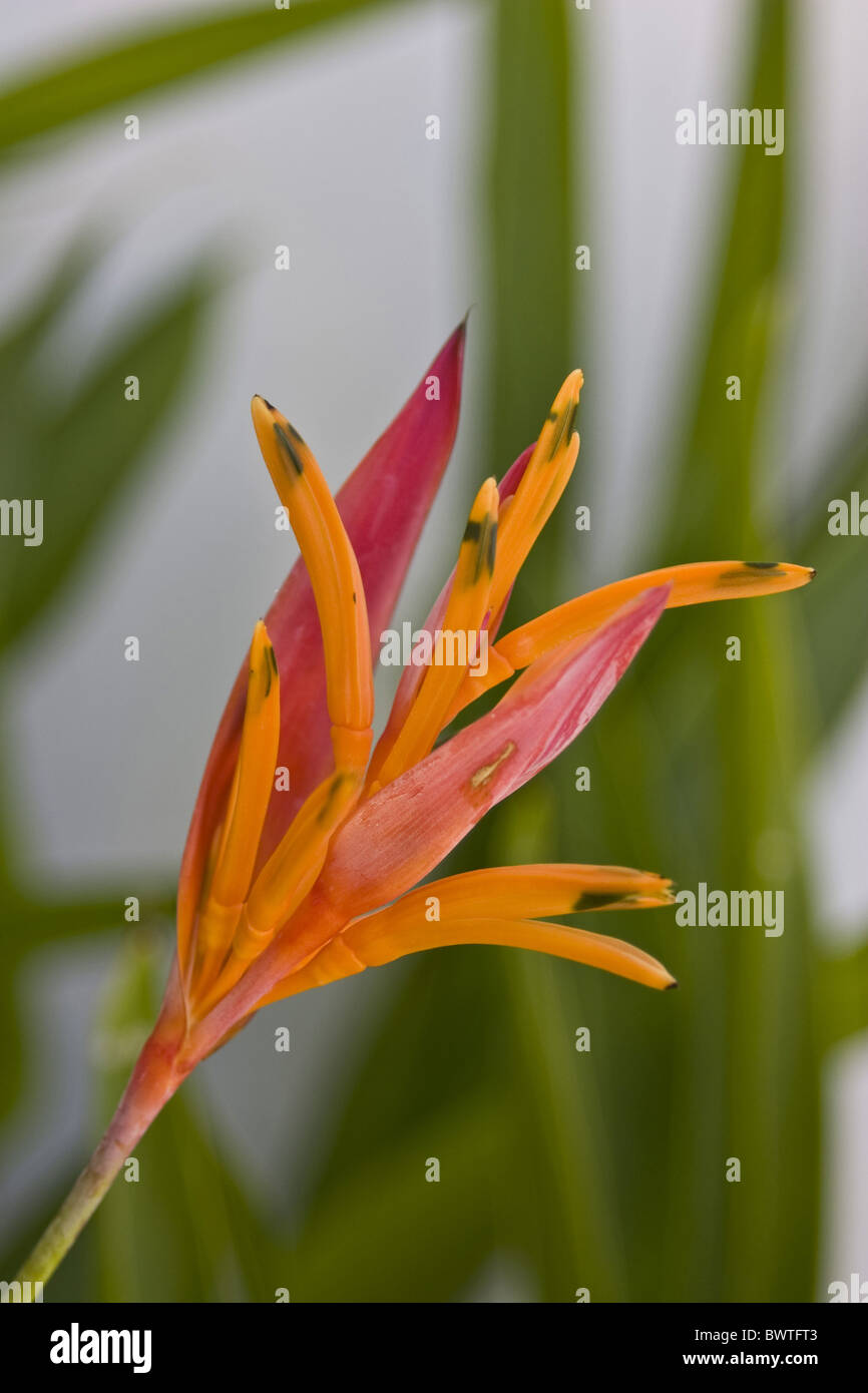 Parrots heliconia Lobster claw Heliconia psittacorum Orage Heliconia Close up Closeup Flower Flowering Flowers Plant Plants Stock Photo