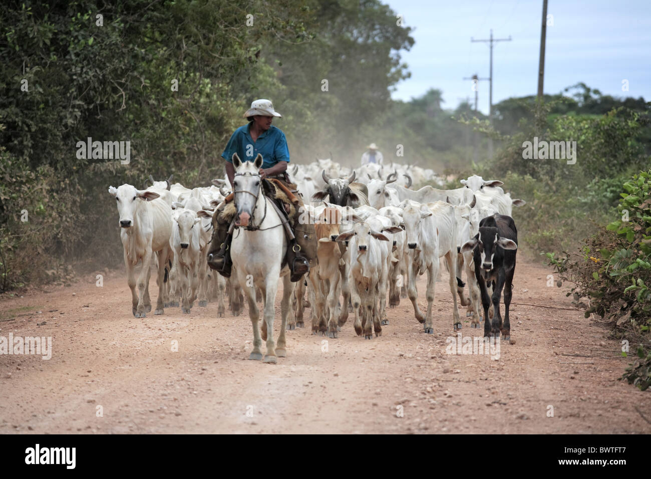 Domestic Cattle, Indo-Brazilian Zebu herd, being driven along road, cowboys on Pantaneiro horses, Pantanal, Mato Grosso do sul, Stock Photo
