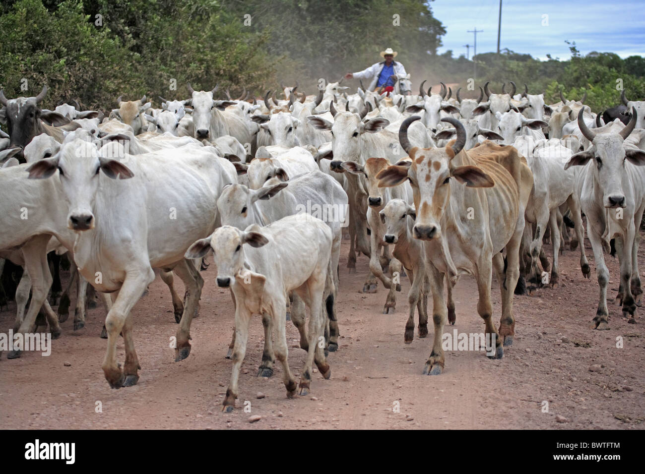 Domestic Cattle, Indo-Brazilian Zebu herd, being driven along road, cowboy on Pantaneiro horse, Pantanal, Mato Grosso do sul, Stock Photo