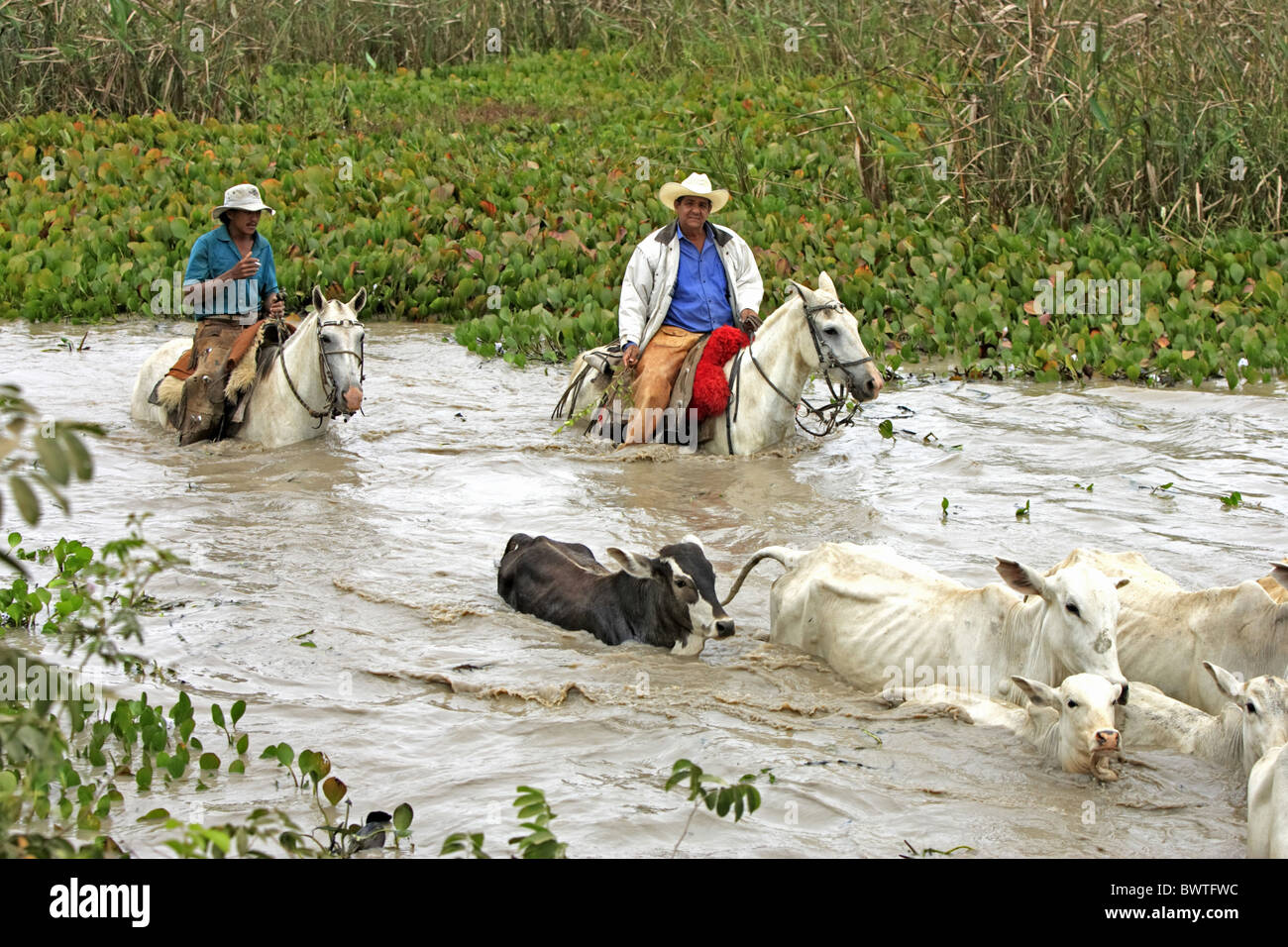 Domestic Cattle, Indo-Brazilian Zebu herd, being driven in water, cowboys on Pantaneiro horses, Pantanal, Mato Grosso do sul, Stock Photo