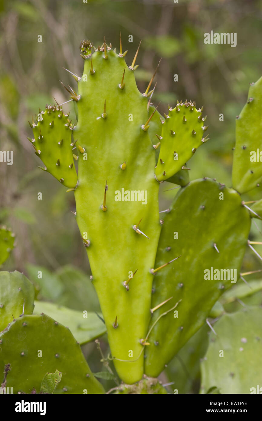 Cactus Cacti Opuntia cochenillifera Cactaceae Green Prickly Pad Pads Plant  Plants Close up Closeup Palawan Philippines plant Stock Photo - Alamy