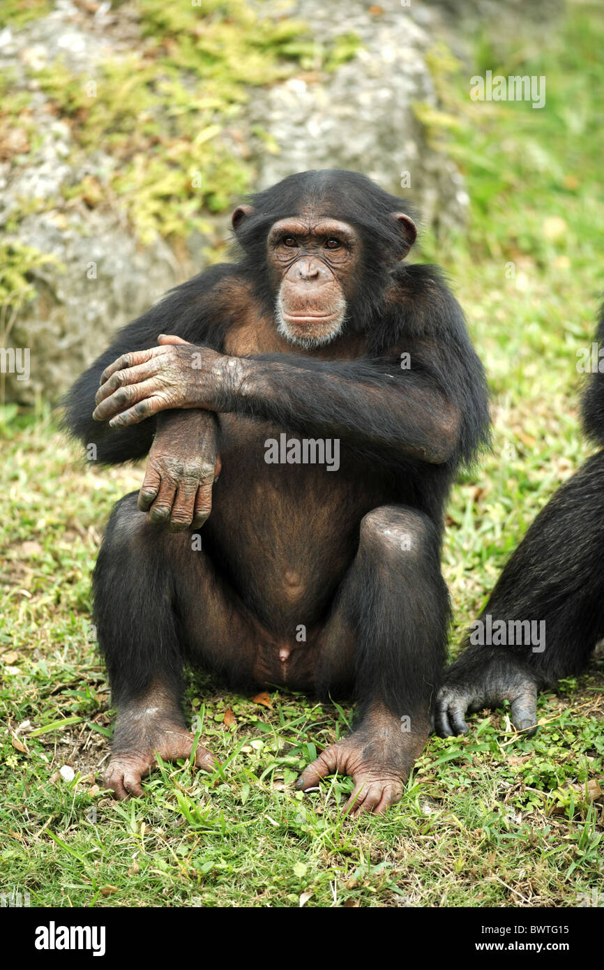 weiblich - female chimpanzee chimpanzees chimp chimps ape apes Stock ...