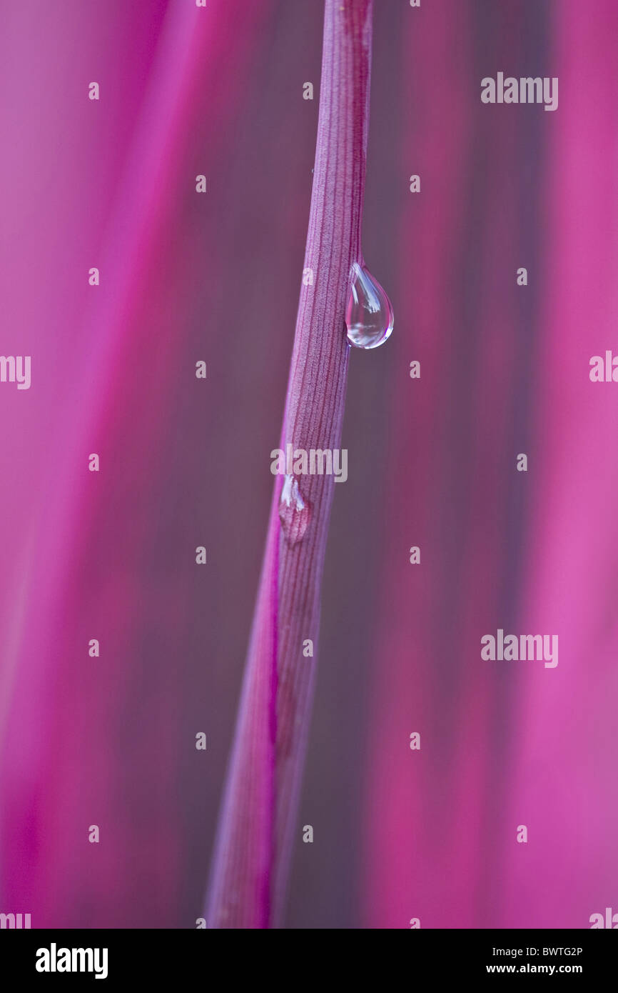 Abstract Abstracts Pink Leaf Leaves Soft Macro Close up Close Water Dew Drops Droplet Droplets Roll Rolling Agavaceae Cordyline Stock Photo