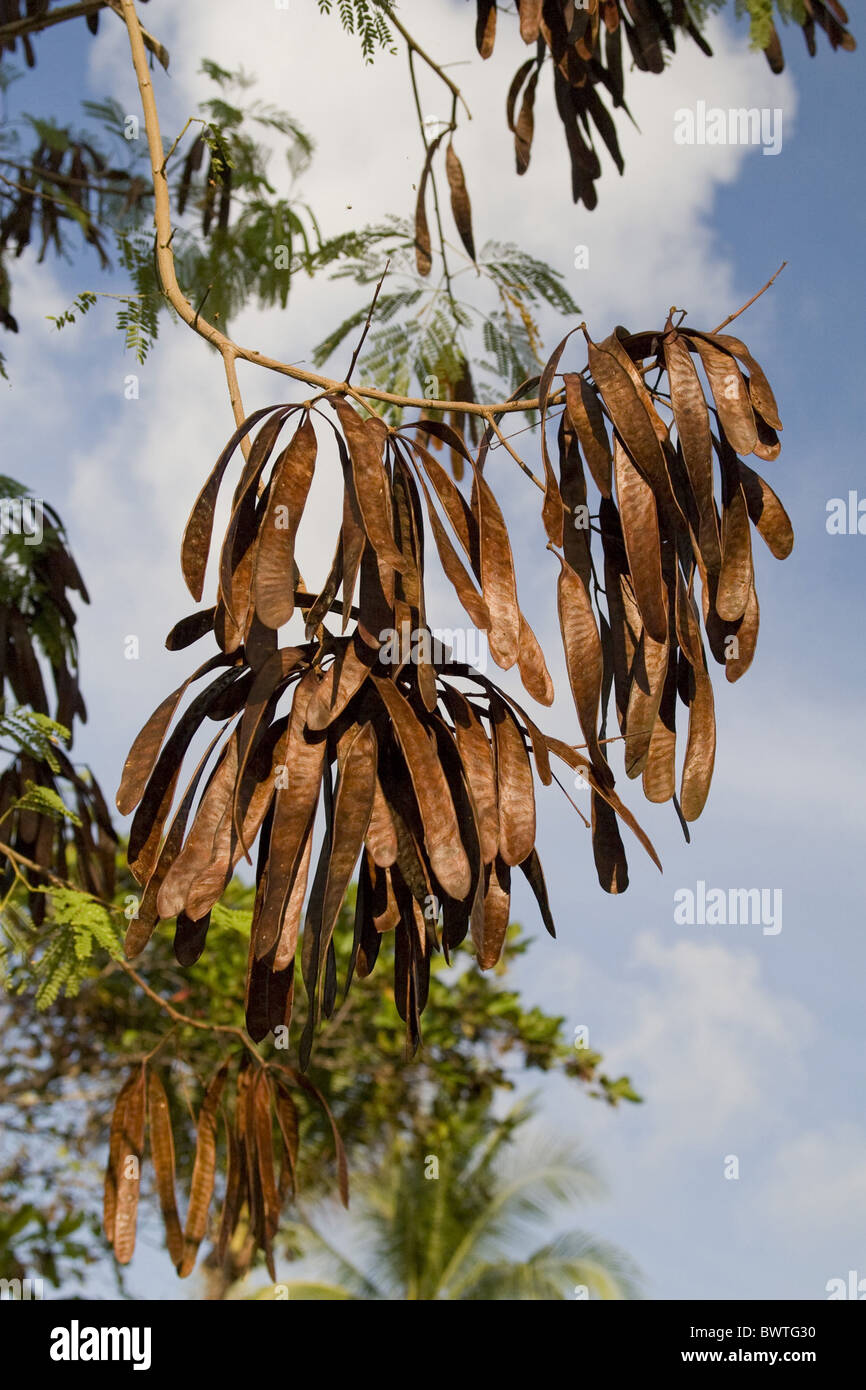 Asia Asian Southeast Asia Ipil-ipil Leucaena glauca Fruit Fruits Herb  Herbal Tree Trees Medicinal Dry Seed Seeds Hang Hanging Stock Photo - Alamy