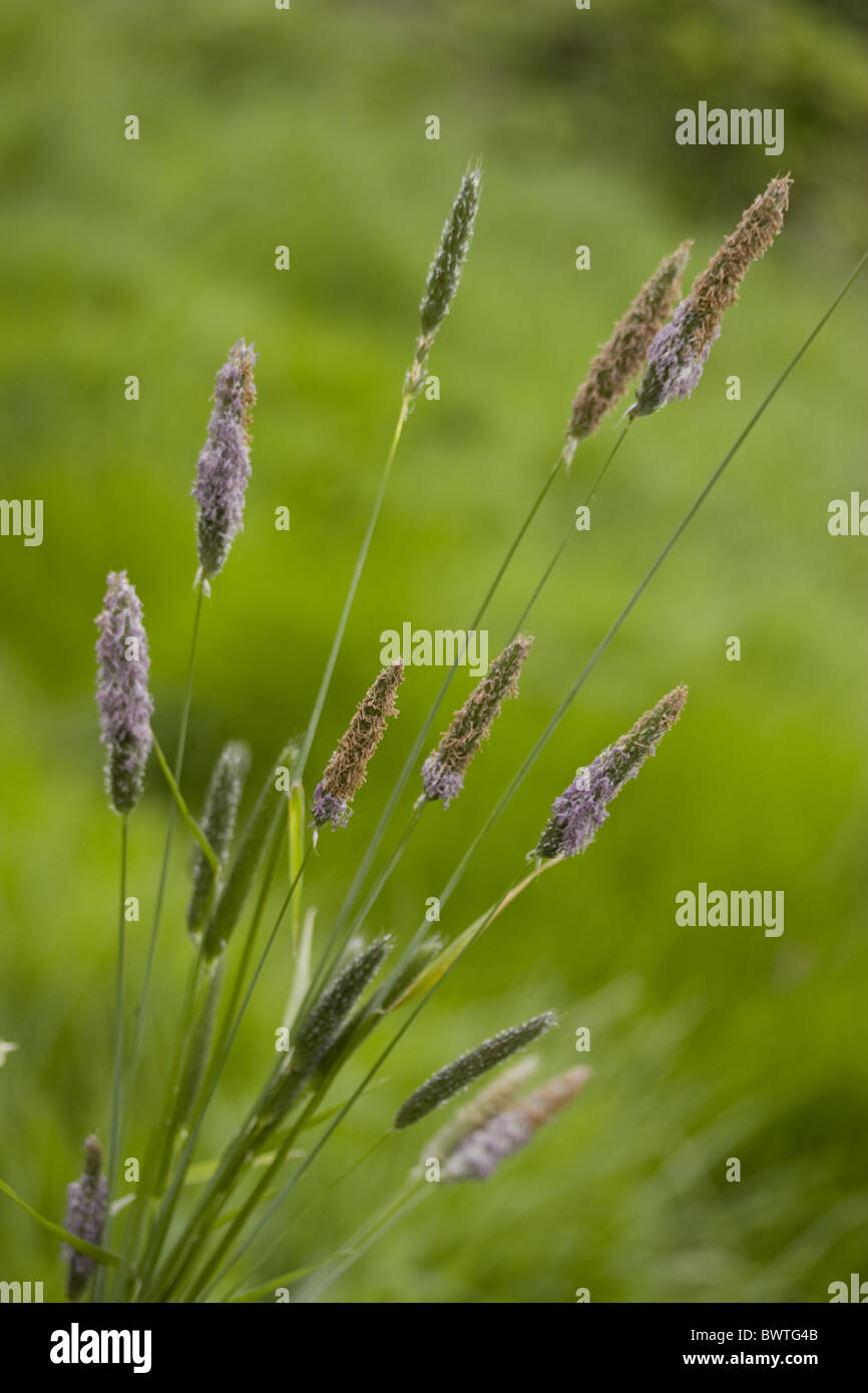 Foxtail Foxtails Alopecurus pratensis Grass Grasses Close up Close Common Wild Flower Flowers Flowering Plant Plants Meadow Stock Photo