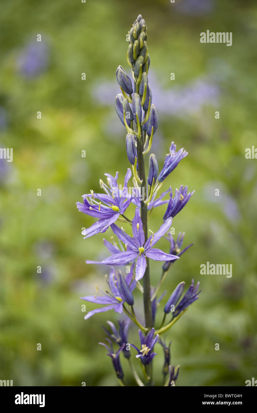 April Bloom Blooms Blue Bulb Camassia Close Close up Purple Flower Flowers Flowering Garden