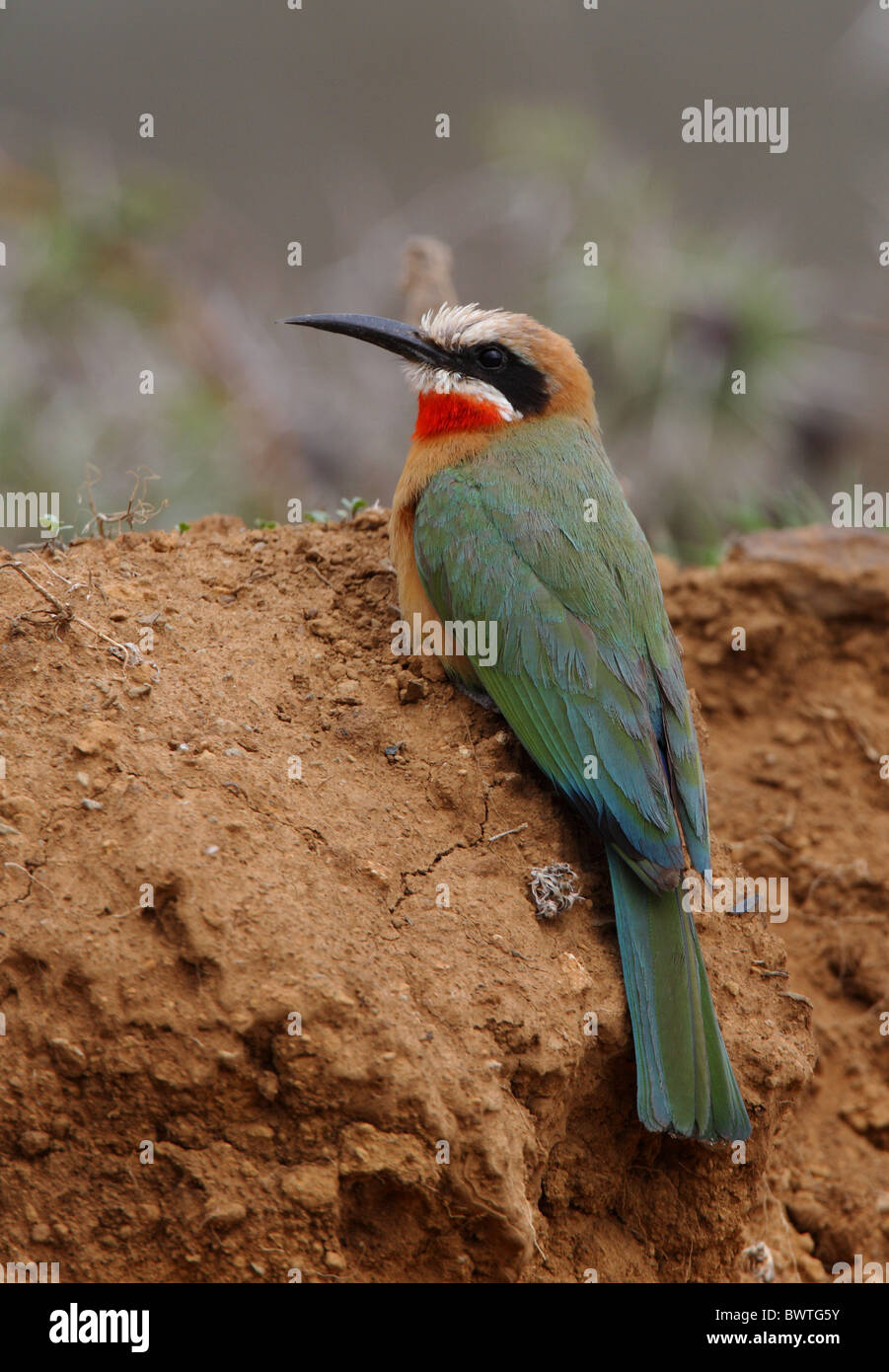 White fronted bee eater merops bullockoides adult hi-res stock ...