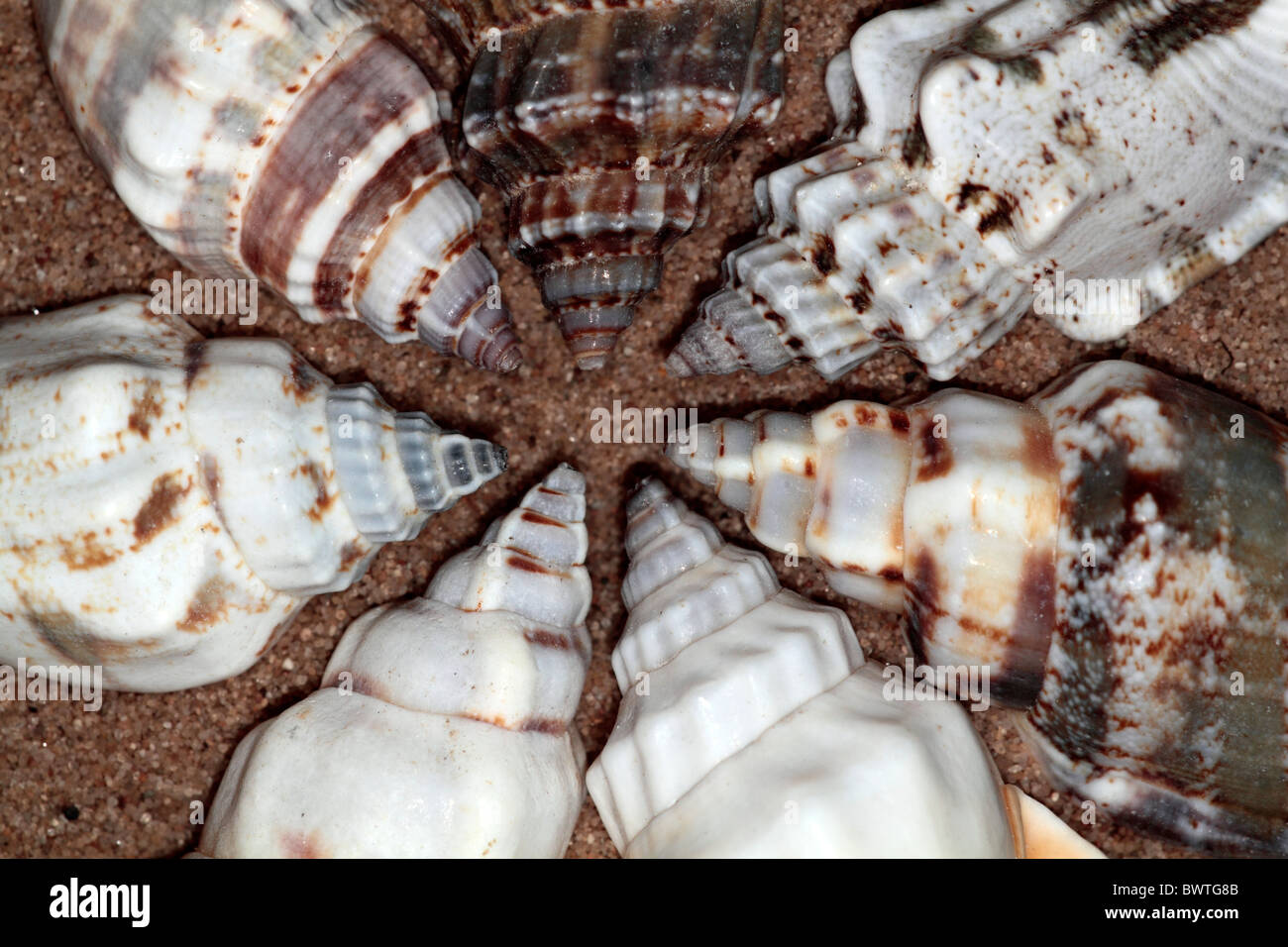 Six shells hi-res stock photography and images - Alamy