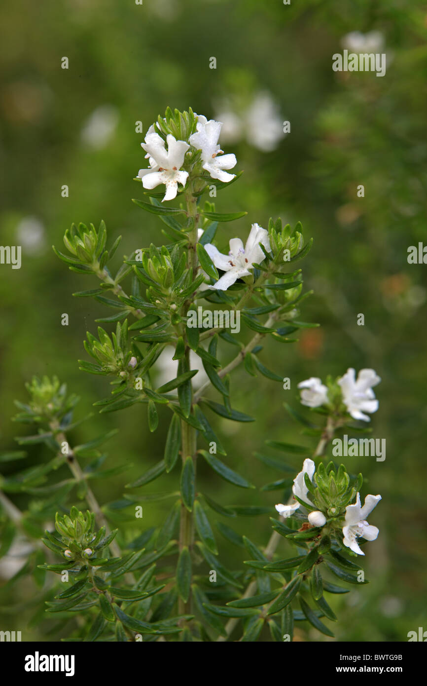 Coastal rosemary hi-res stock photography and images - Alamy