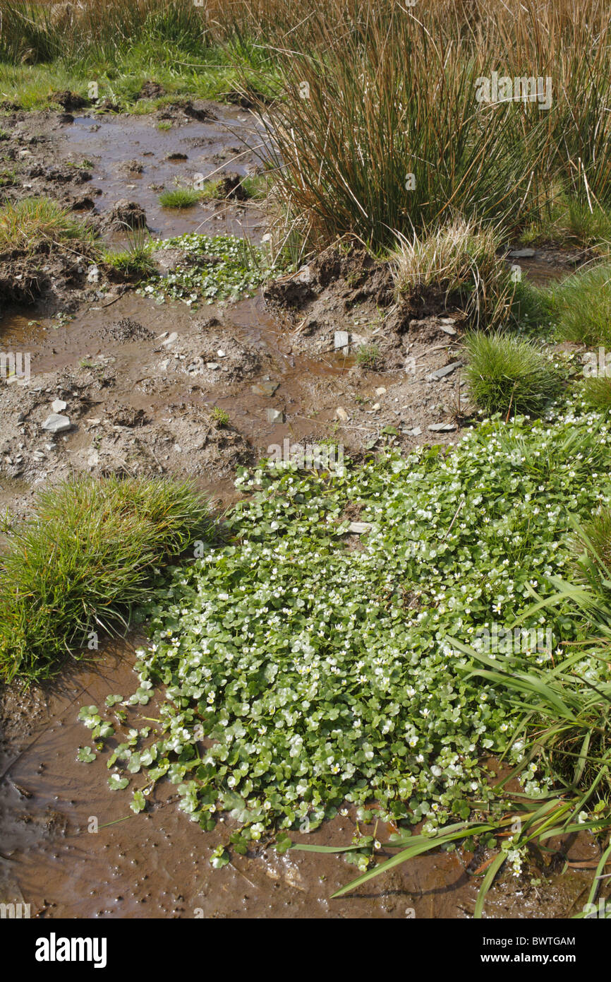 Round leaved round leaved water crowfoot hi-res stock photography and