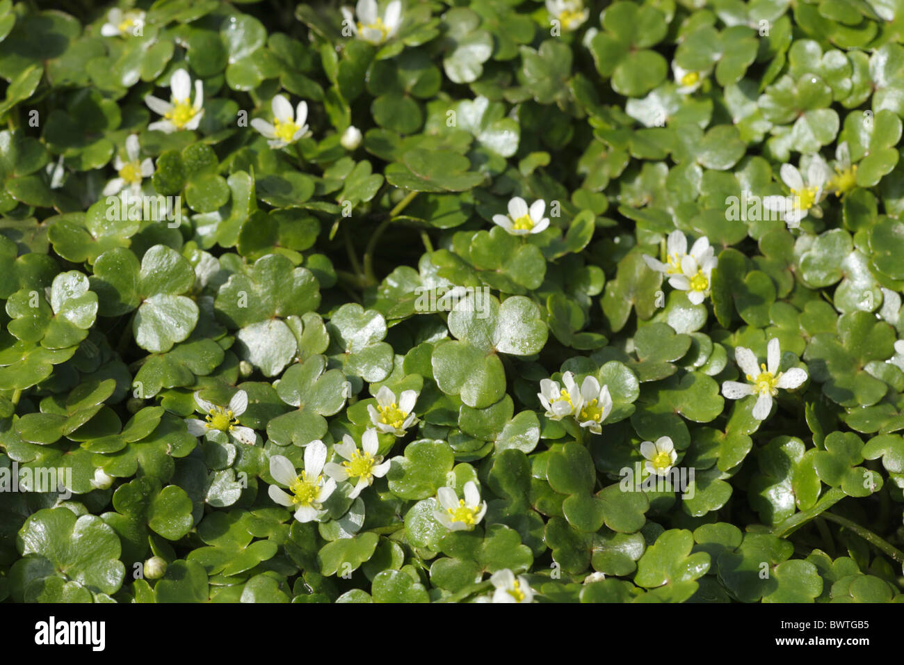 Round-leaved Round leaved water crowfoot Ranunculus omiophyllus nature