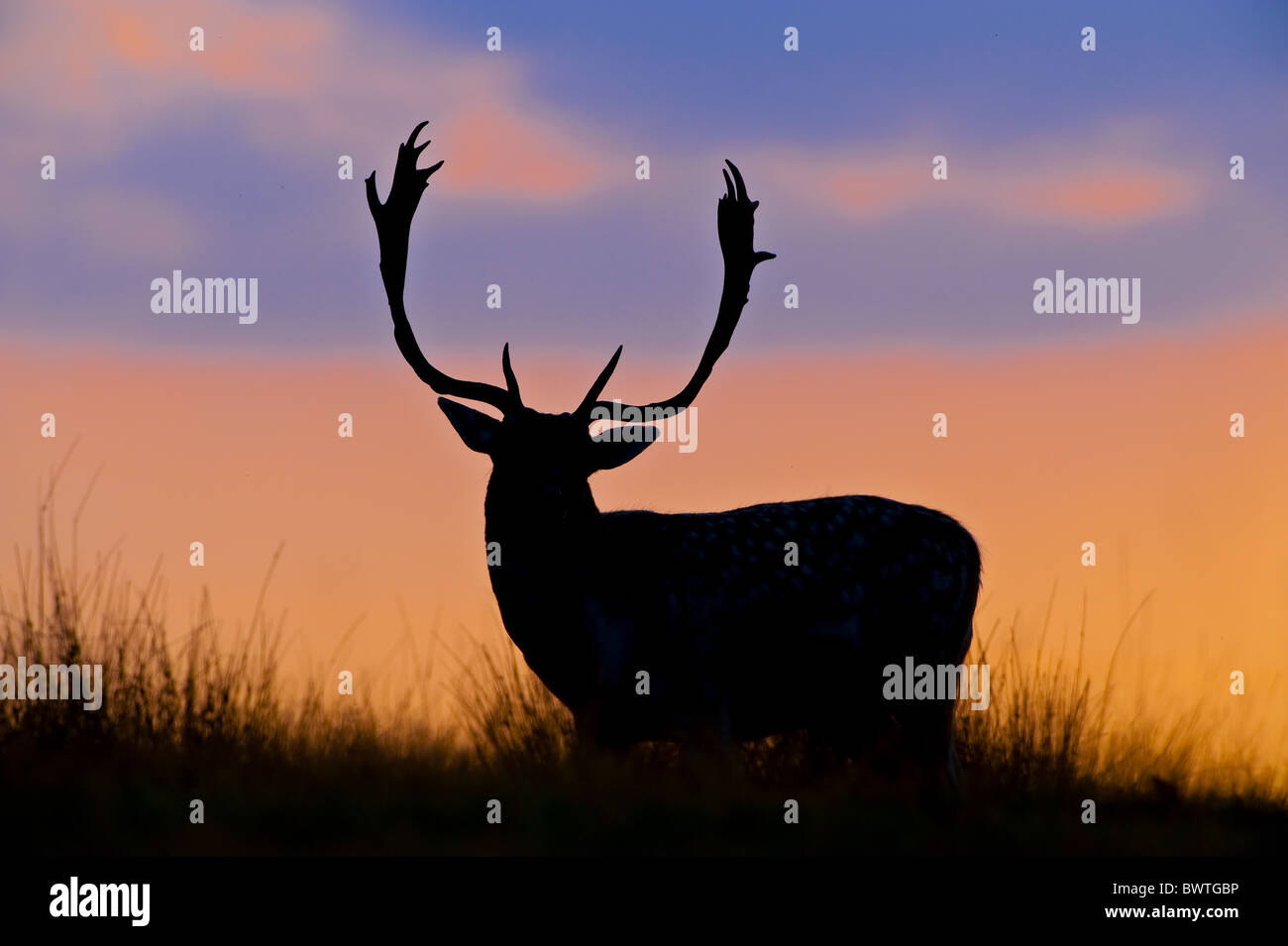adult animals antlers atmospheric autumn backlit britain buck dramatic england english europe european evening fall forest glow Stock Photo