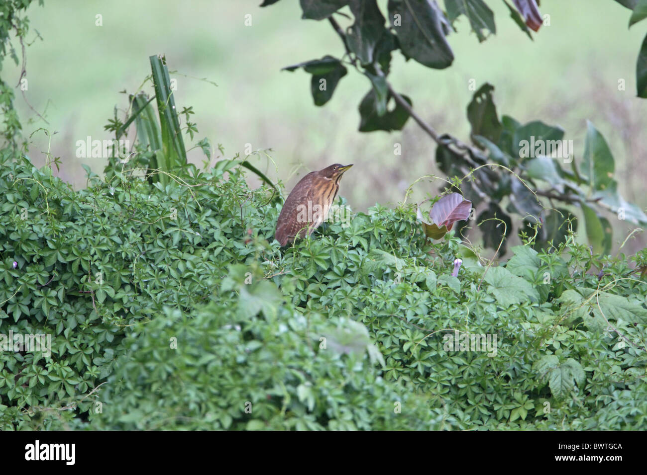 Cinnamon Bittern (Ixobrychus cinnamomeus) adult female, standing on vegetation, Baga Fields, Goa, India, november Stock Photo