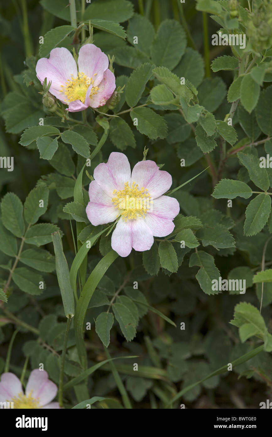 Wild Prairie Rose Rosa arkansana close-up flowers Stock Photo - Alamy