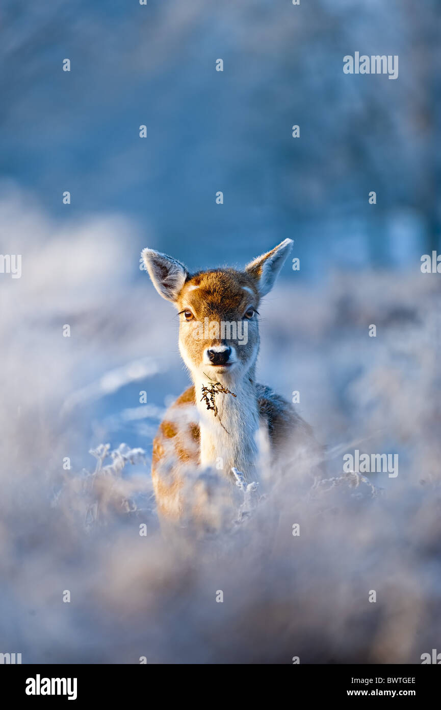 animals britain cold england english europe european freeze frost ice land mammals mammals snow snowing uk united kingdom Stock Photo - Alamy animals britain cold england english europe european freeze frost ice land mammals mammals snow snowing uk united kingdom Stock Photo - Alamy