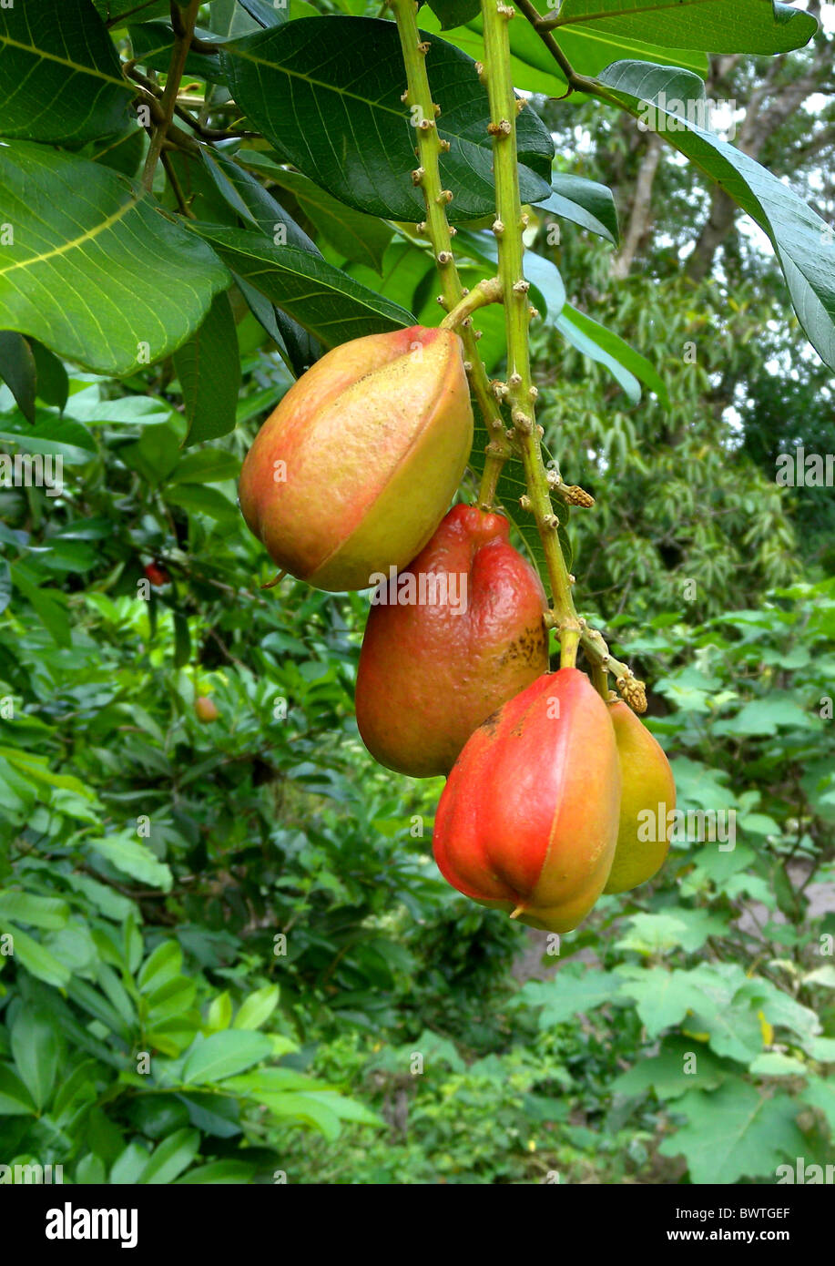 plant plants tree trees ackee ackees akee akees achee achees evergreen evergreens sapindaceae tropics tropical nature africa Stock Photo