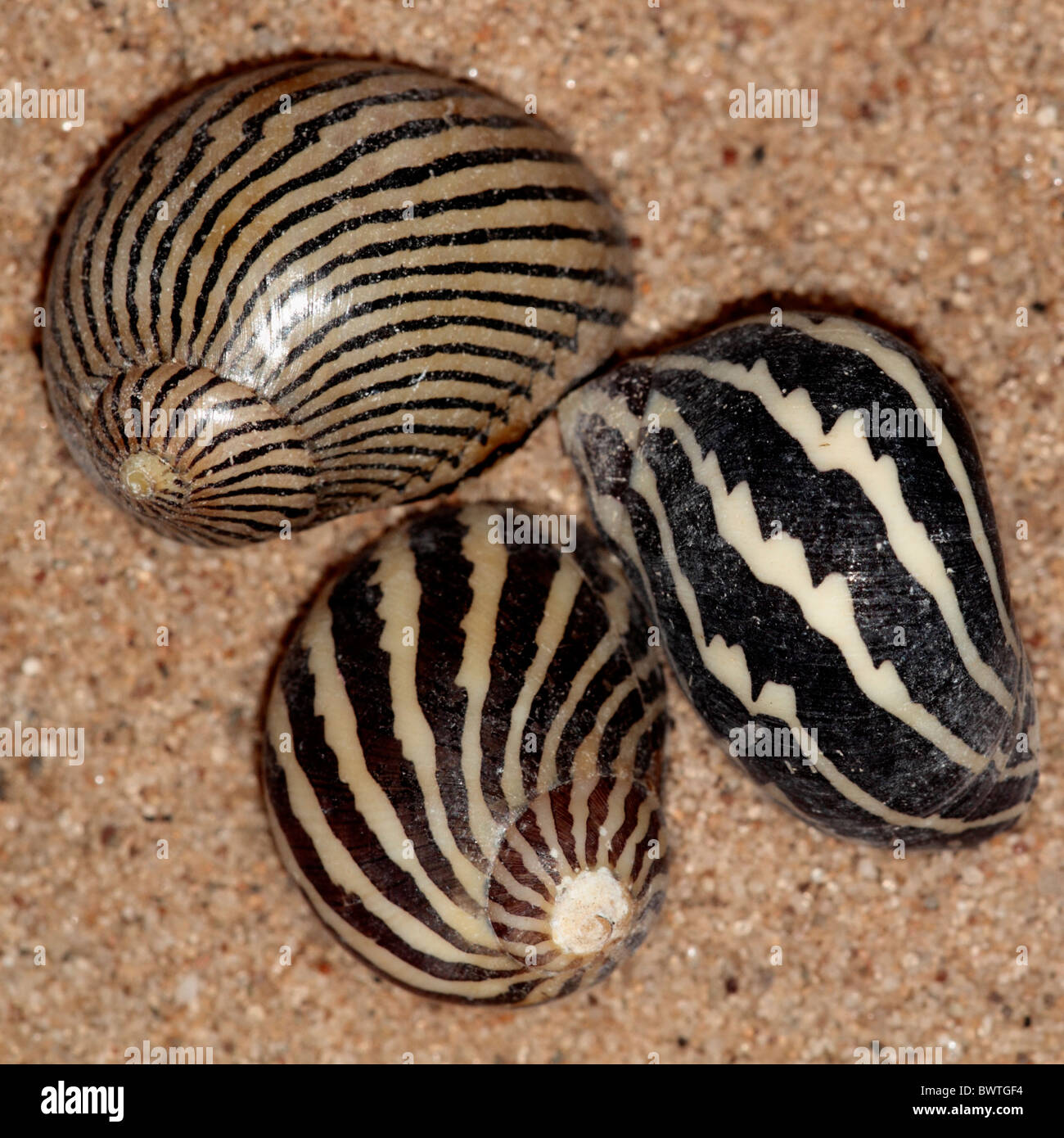 Arranged sea shells on the beach hi-res stock photography and images ...