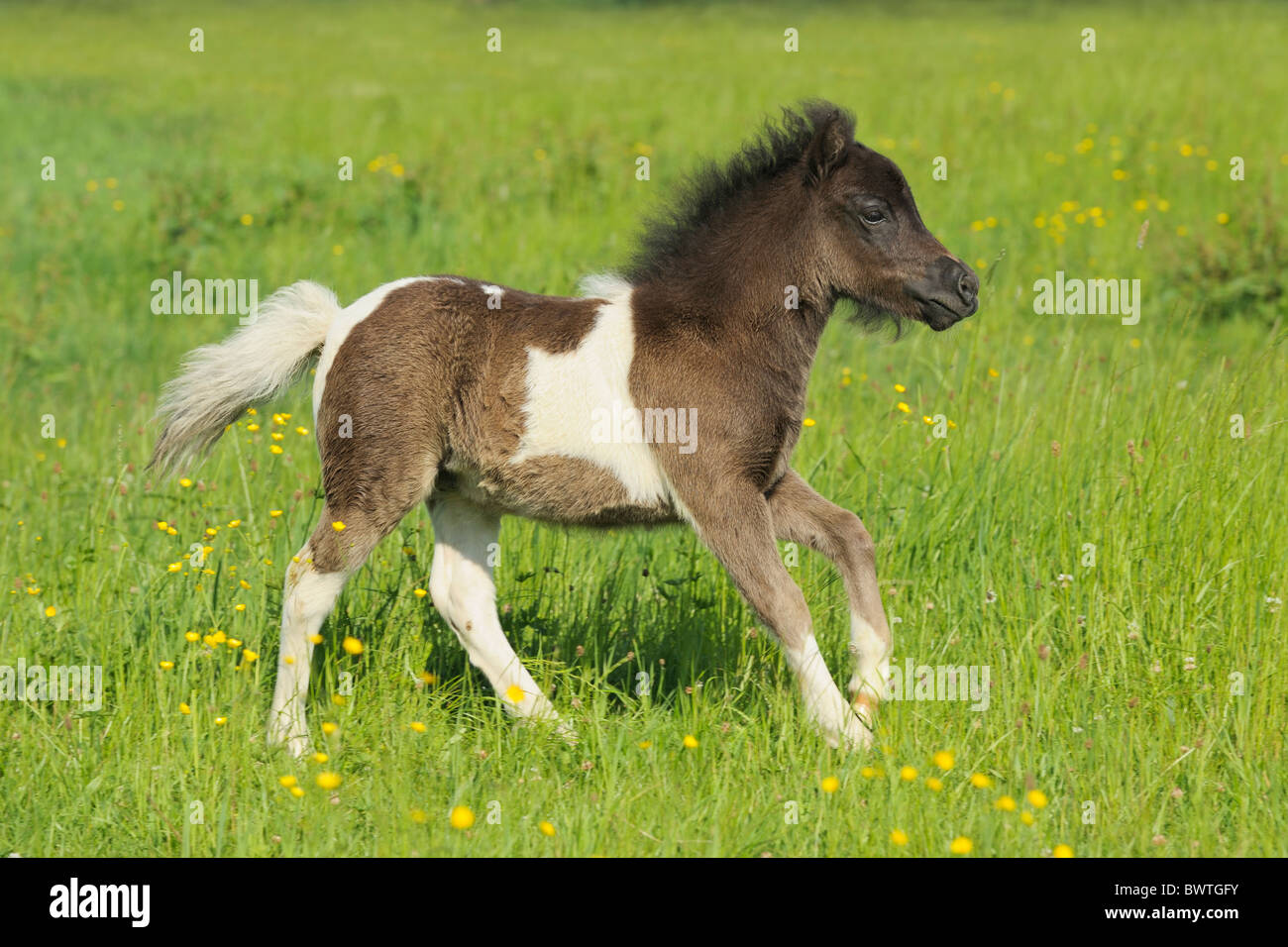 Shetland pony foal Stock Photo