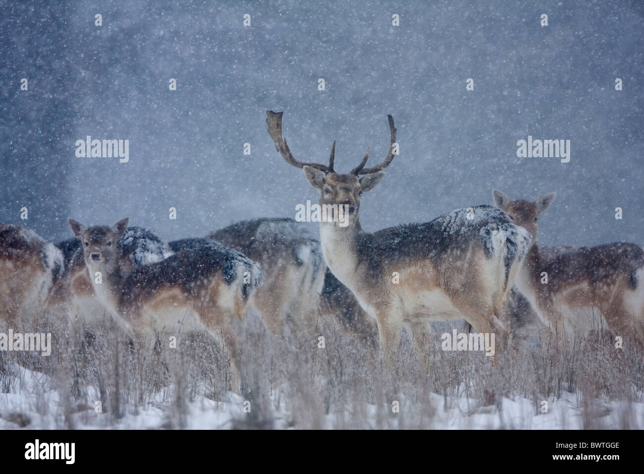 animals mammals fallow deer deer Dama Dama dama males bucks weather snowy snow cold seasons winter British group herd February Stock Photo