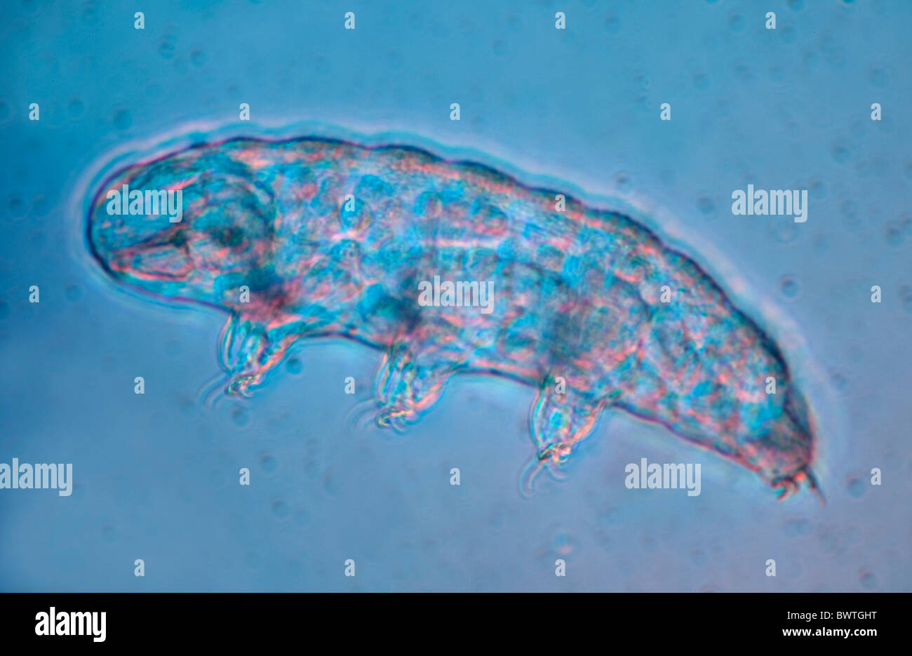 Water Bear Phylum Tardigrade Stock Photo