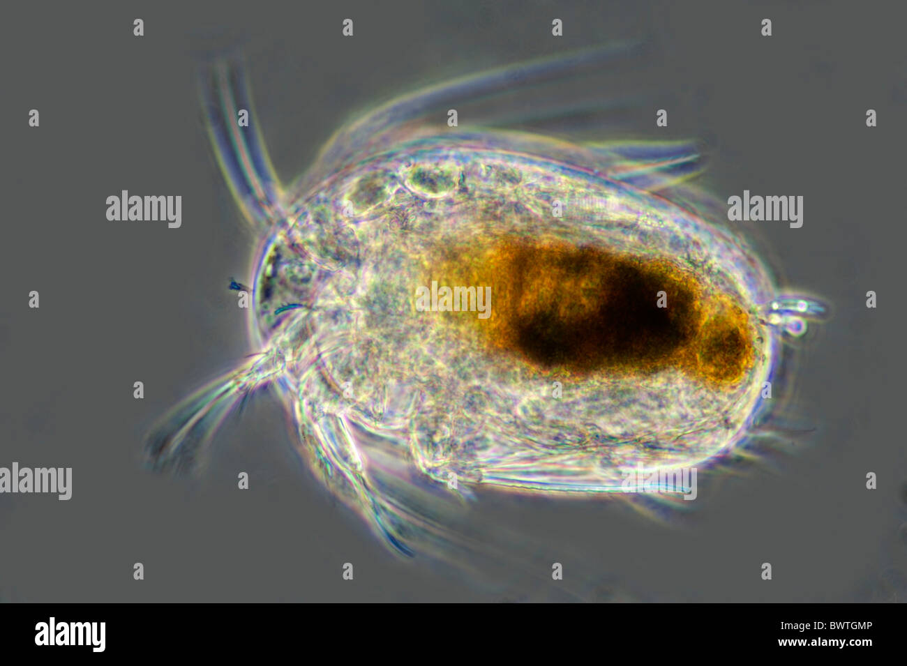 Copepods Crustaceans Marine Plankton Stock Photo