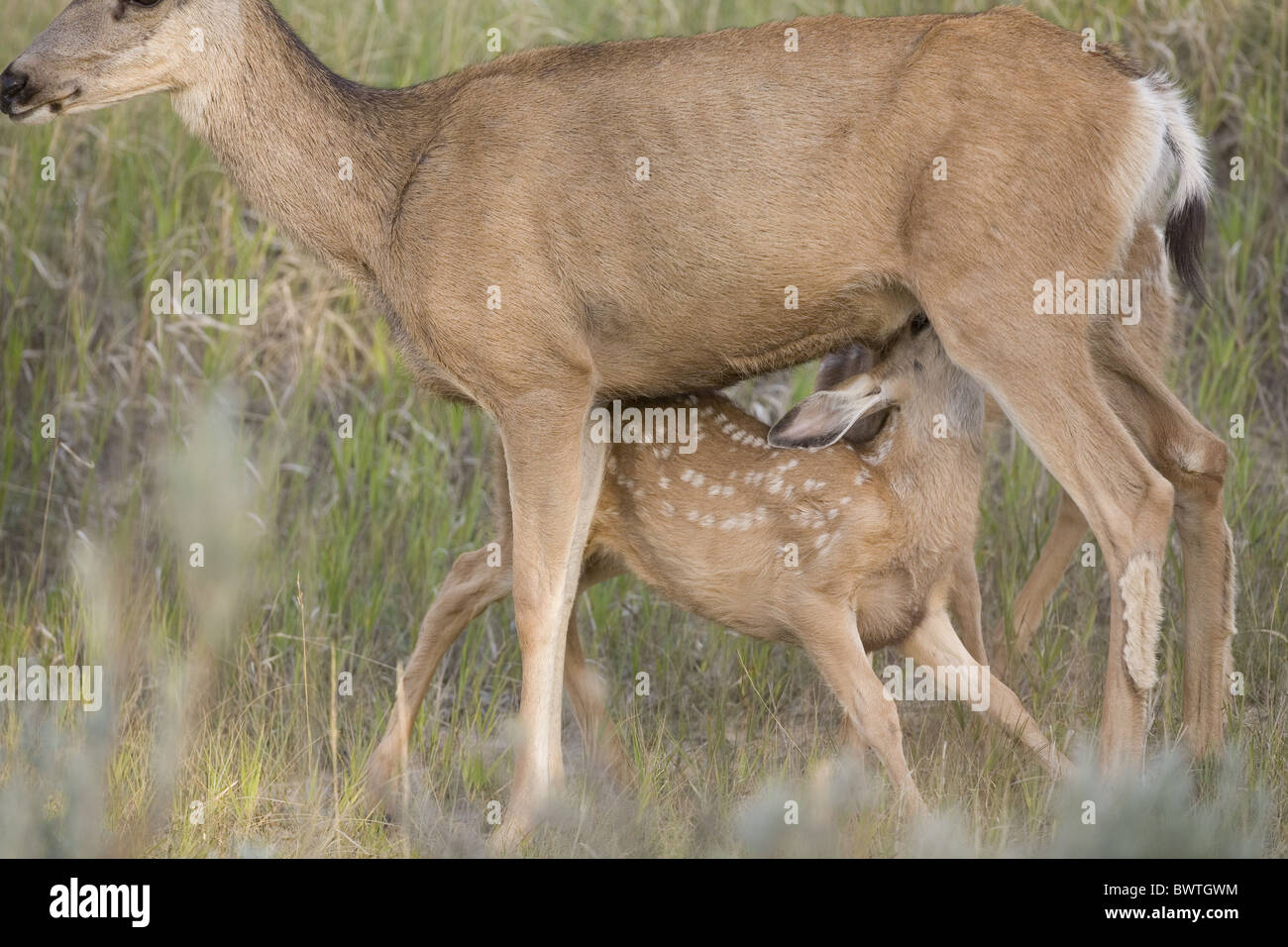 deer deers herbivore herbivores "north america" "north american" "black