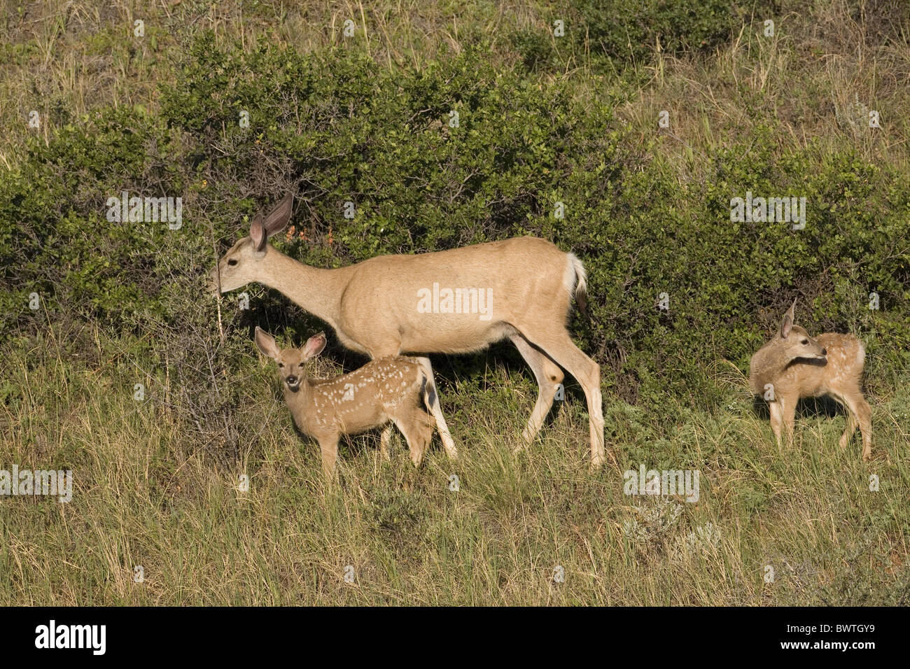 deer deers herbivore herbivores "north america" "north american" "black