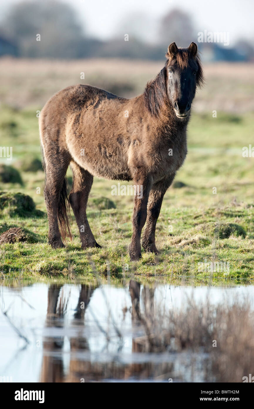 Konik Horse Kent UK Stock Photo