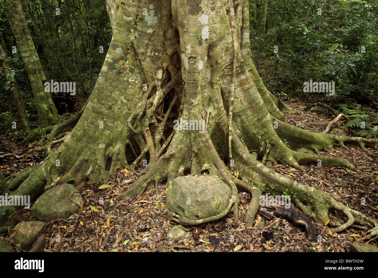 Wurzel root plant plants tree trees fig figs australia australian
