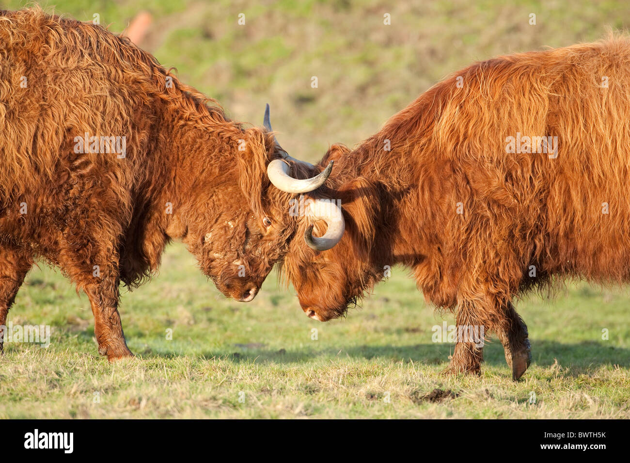 Highland Cattle Kent UK Stock Photo