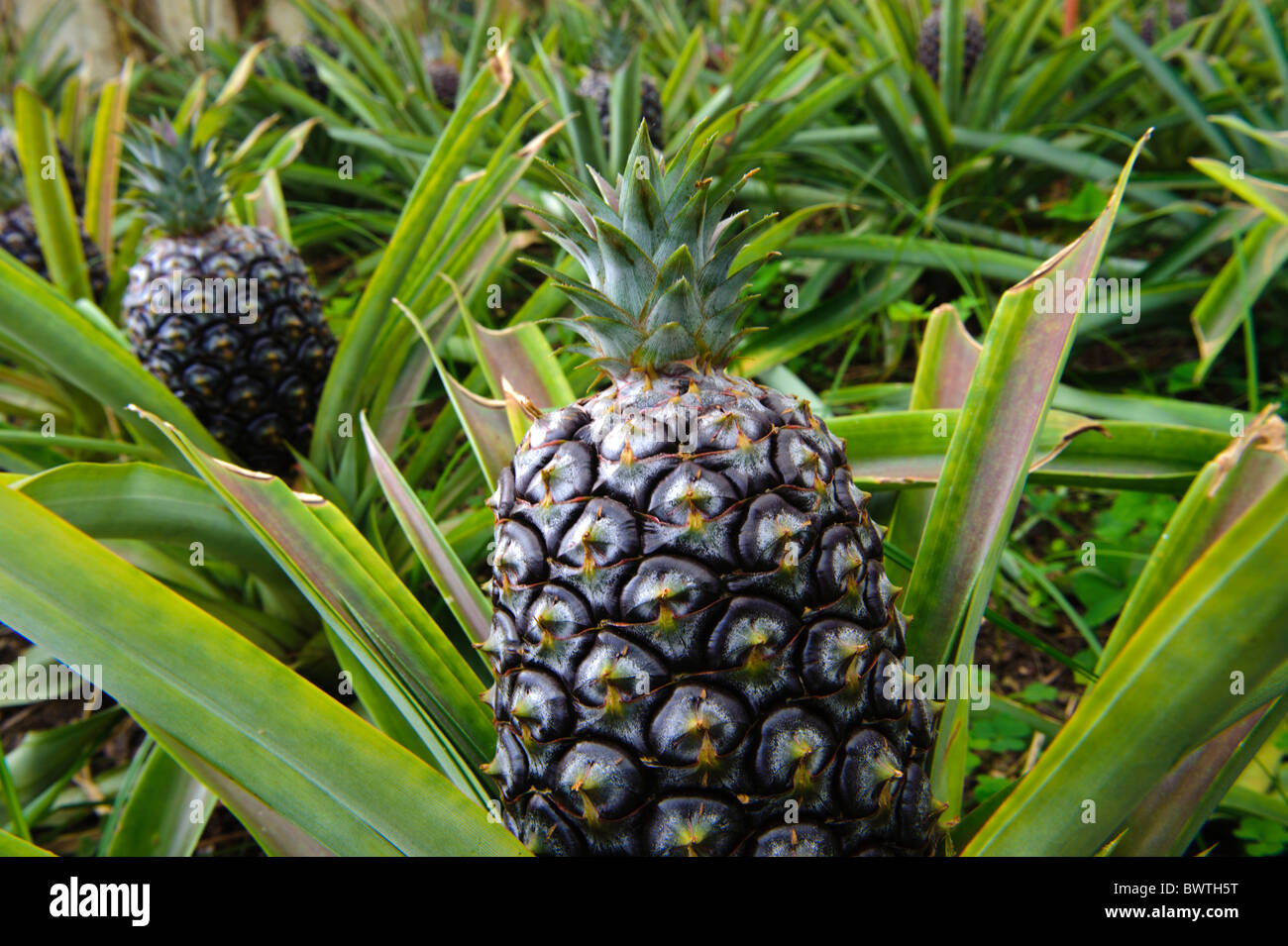 pineapple plantation Arruda in Faja de Baixo, Isle of Sao Miguel Stock Photo