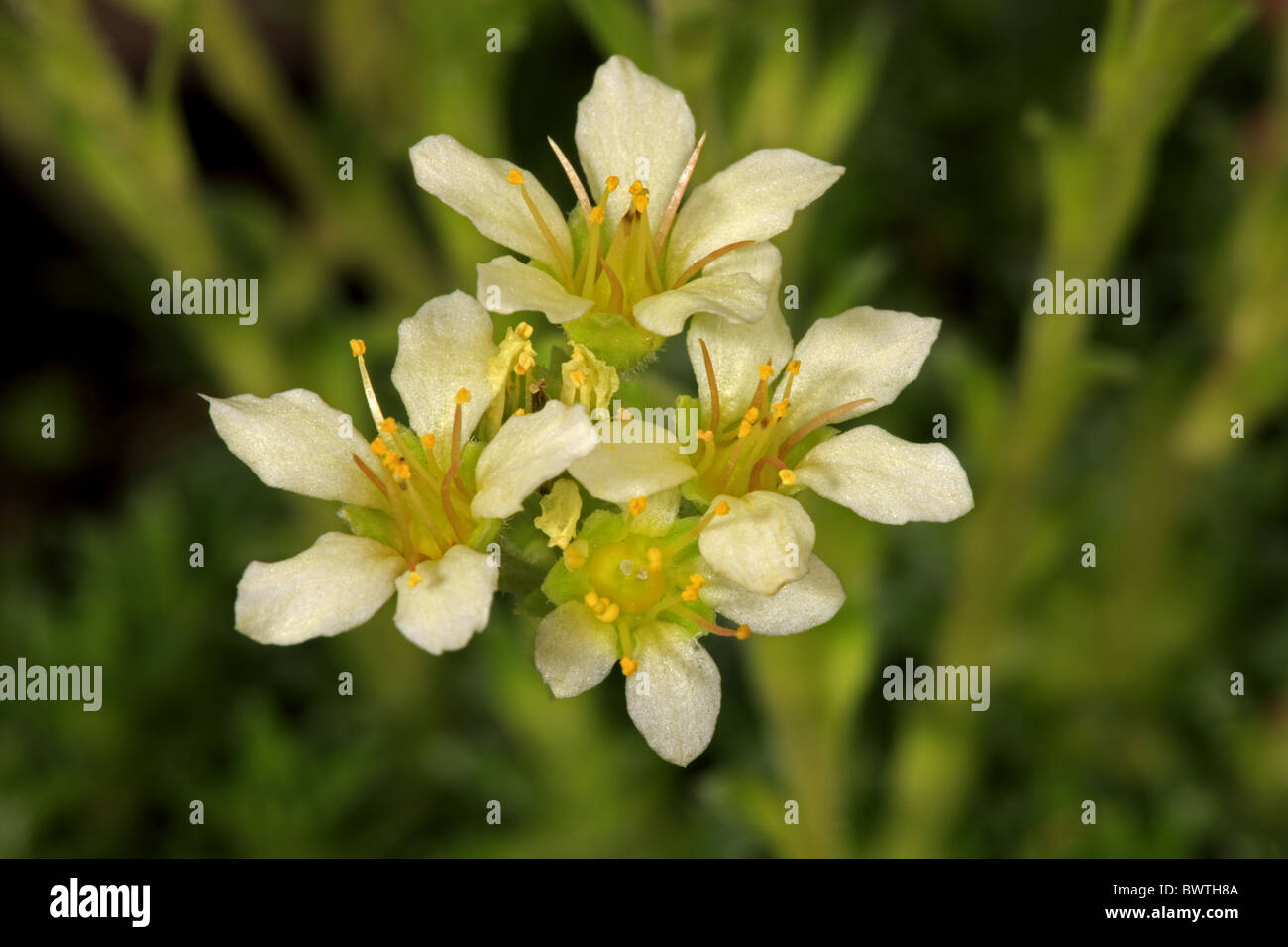 Saxifrage Saxifraga apiculata close-up flowers Stock Photo