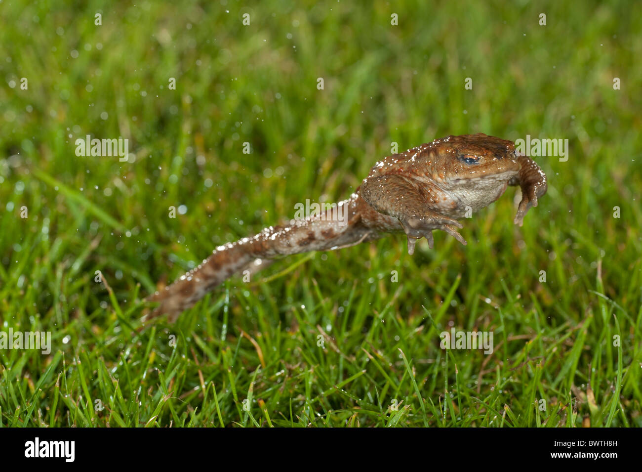 Common Toad leaping Bufo bufo UK Stock Photo