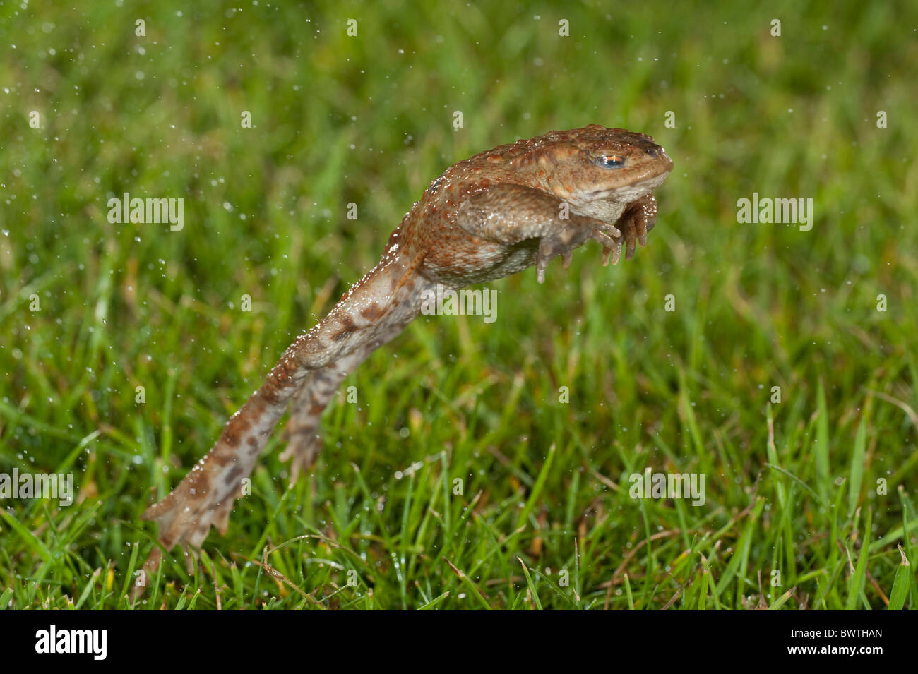 Common Toad leaping Bufo bufo UK Stock Photo