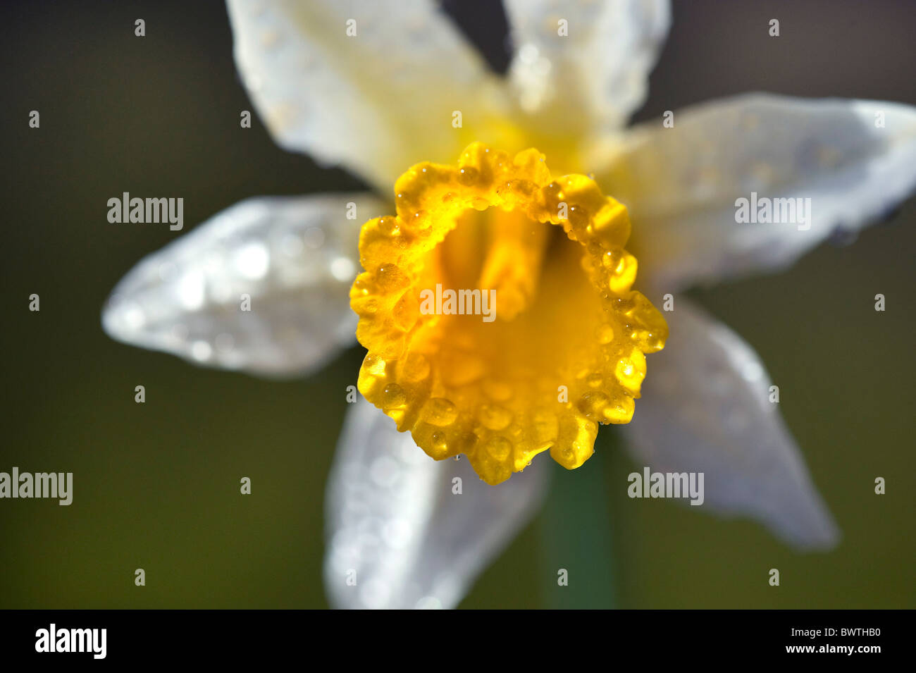 Wild Daffodil Narcissus pseudonarcissus syn lobularis UK Stock Photo
