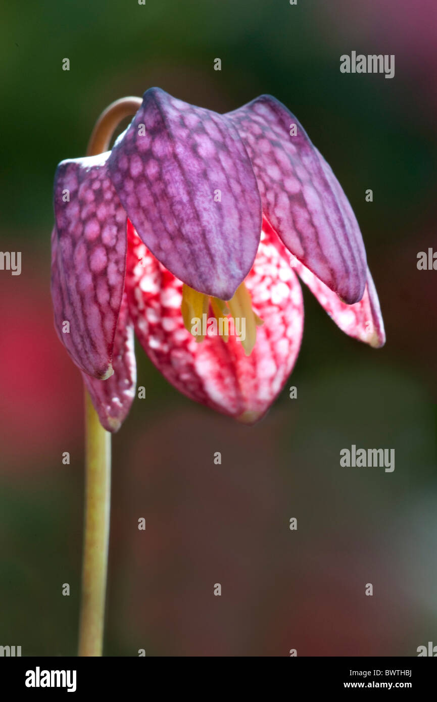 Snakeshead Fritillary Fritillaria meleagris UK Stock Photo