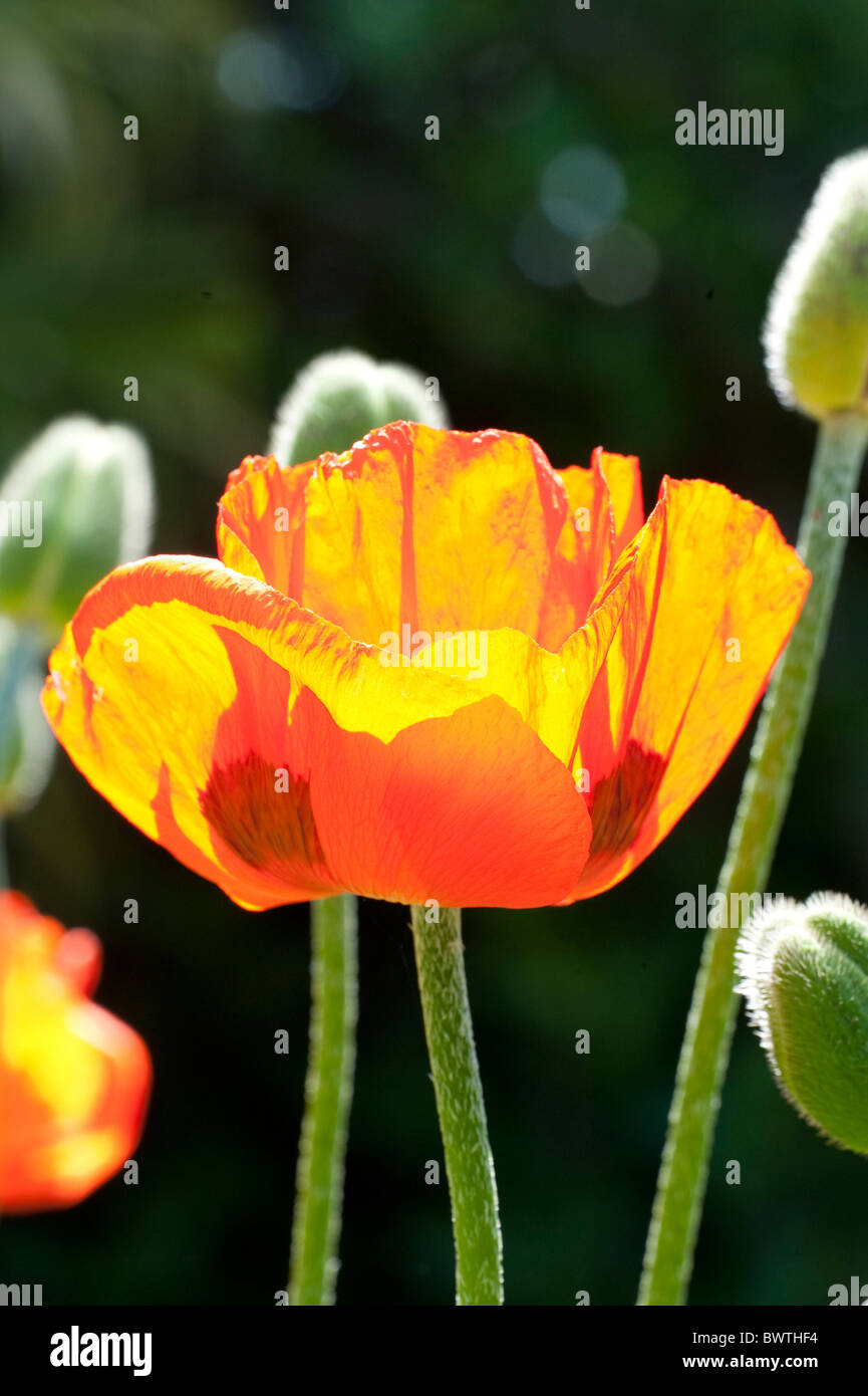Orange Red Poppy Papaver rhoeas Garden UK Stock Photo