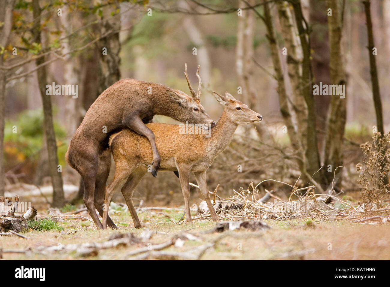 animals mammals red deer deer Cervus Cervus elaphus stags rut rutting  autumn British Britain UK October Minsmere nature Stock Photo - Alamy