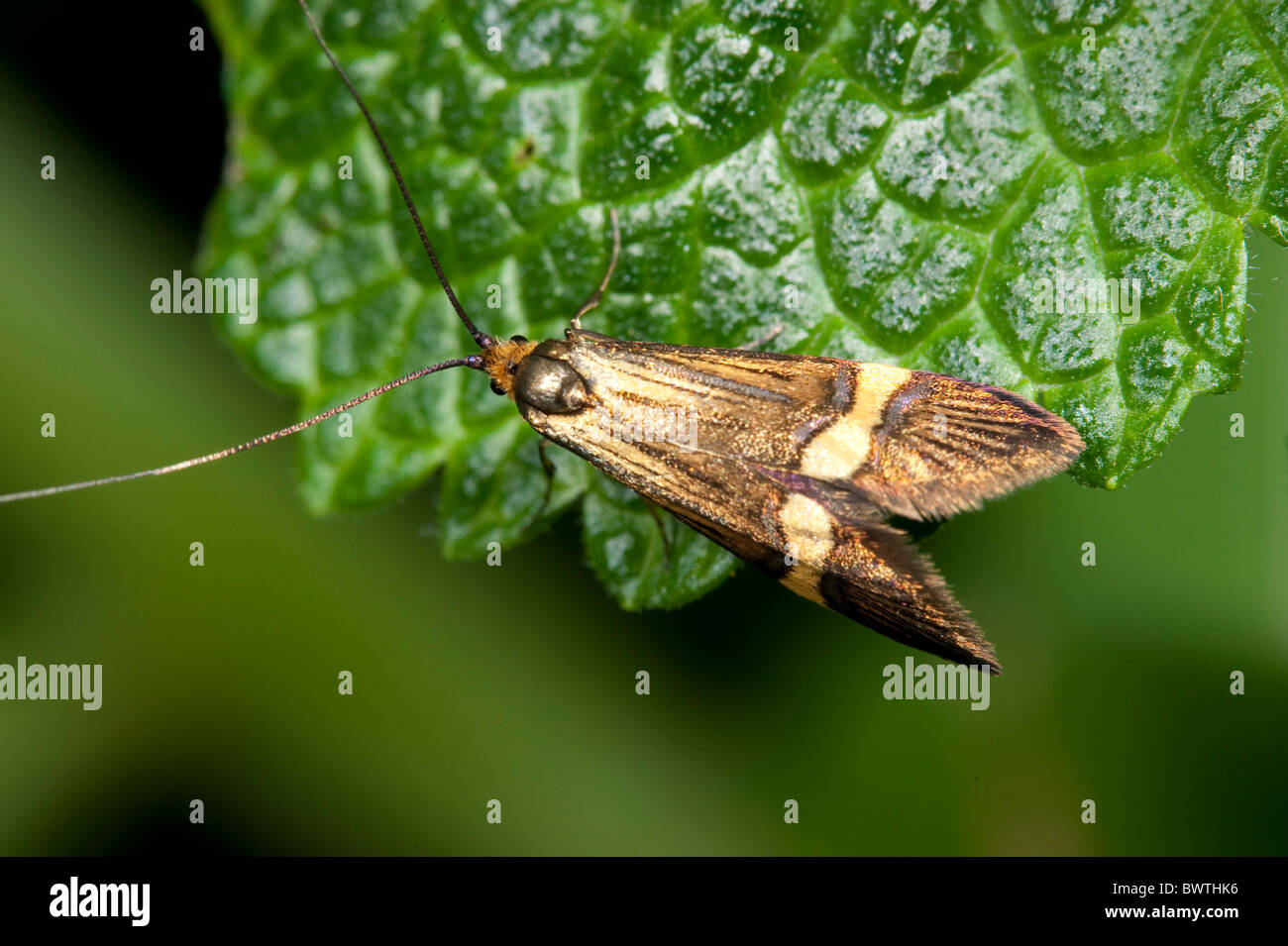 Longhorn Micro Moth Nemophora degeerella UK Stock Photo