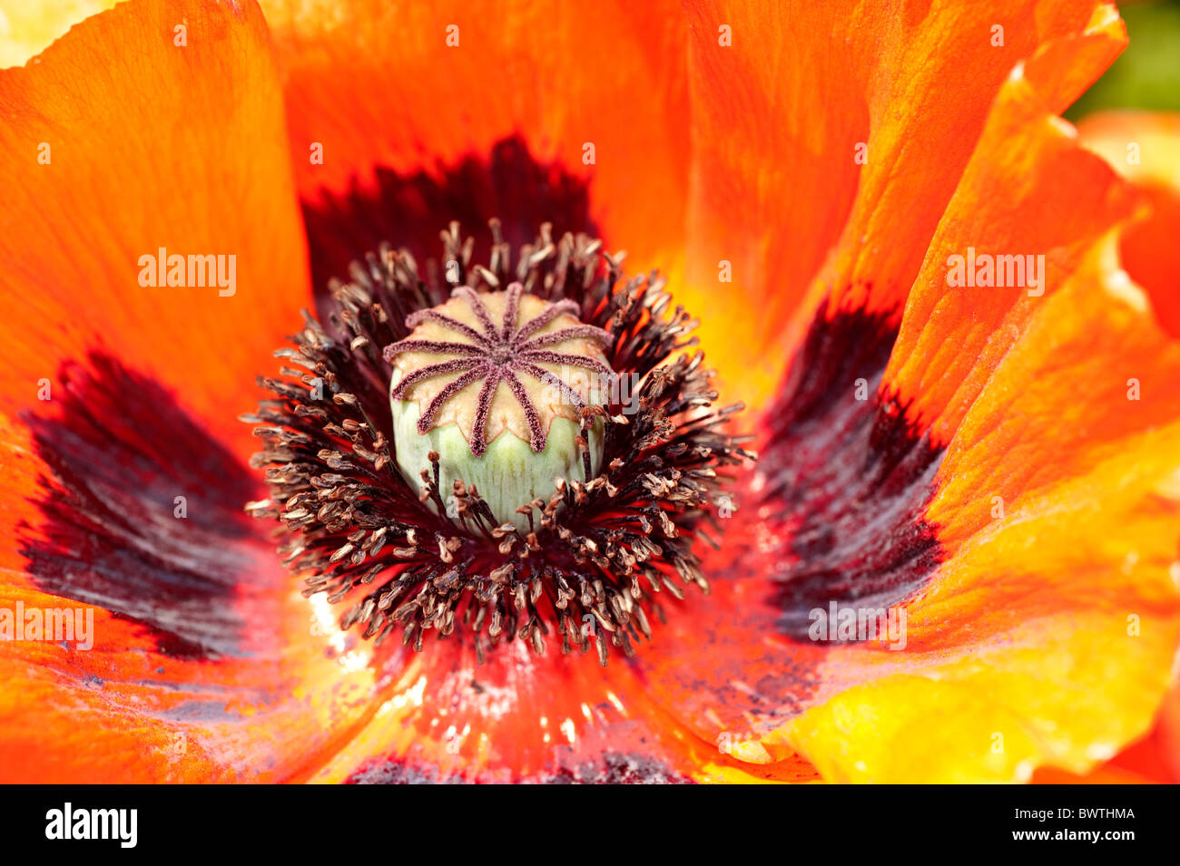 Orange Red Poppy Papaver rhoeas Garden UK Stock Photo