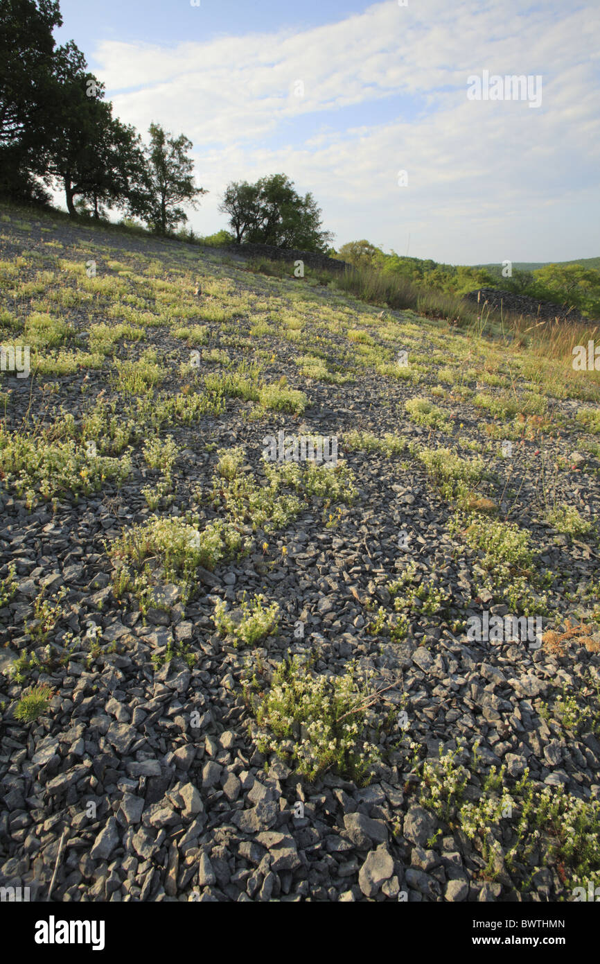Mediterranean Bedstraw (Galium corrudifolium) flowering, in scree on limestone plateau, Causse de Gramat, Massif Central, Lot, Stock Photo