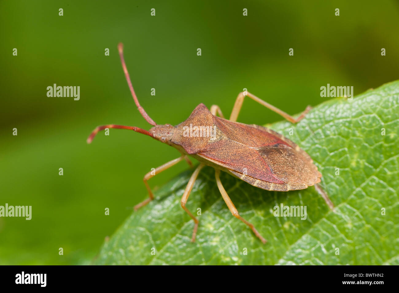 brown shield bug high resolution stock photography and images alamy brown shield bug high resolution stock photography and images alamy