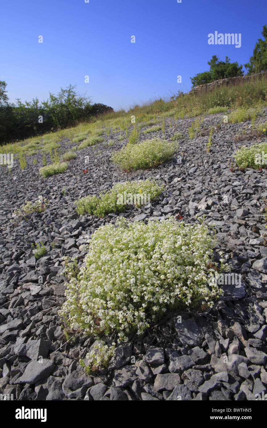 Mediterranean Bedstraw (Galium corrudifolium) flowering, growing on scree of limestone plateau, Causse de Gramat, Massif Stock Photo