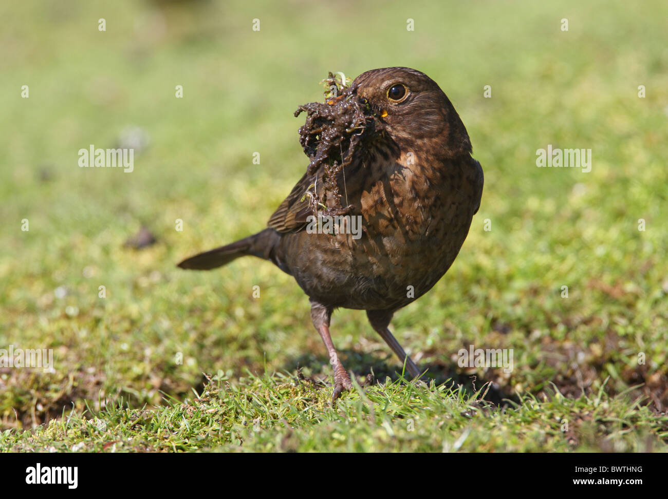 European Blackbird (Turdus merula) adult female, gathering mud for nest lining material, Norfolk, England, april Stock Photo