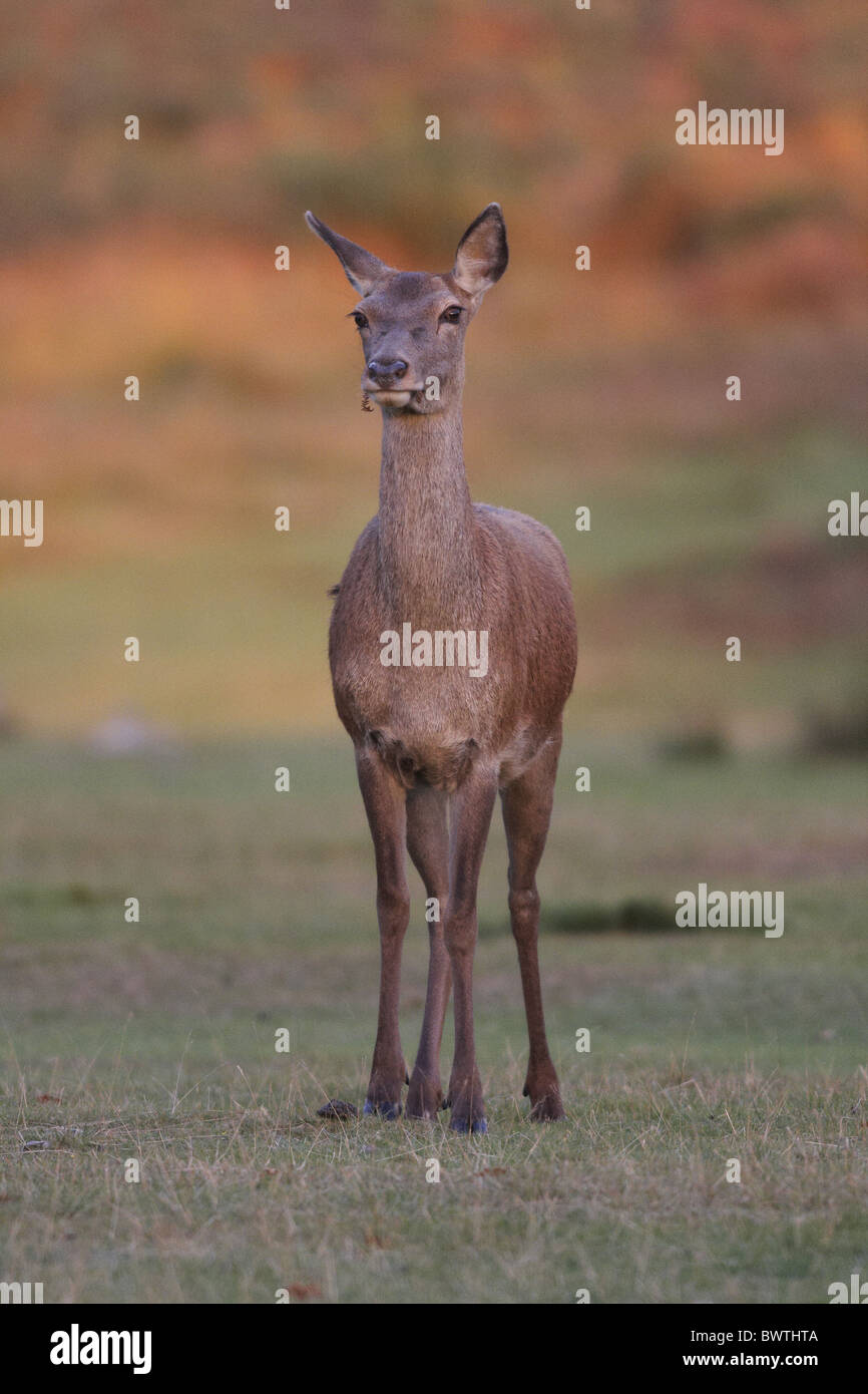 Red Deer Cervus elaphus hind standing sunrise Stock Photo - Alamy